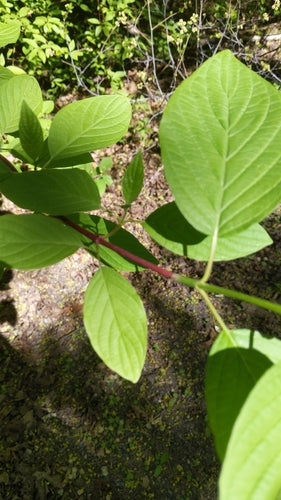 Corniolo di Yellowwood — Bild 5