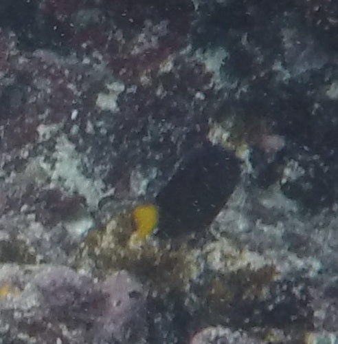 Castagnole dalla coda gialla — foto 3 di 8