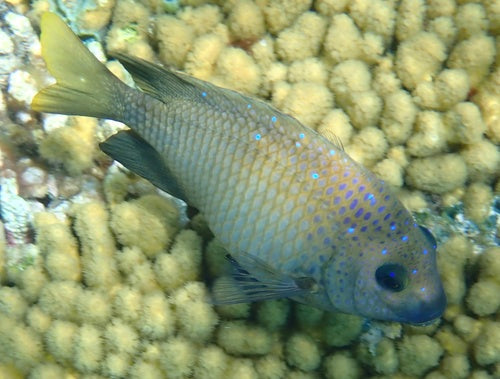 Castagnole dalla coda gialla — Bild 2