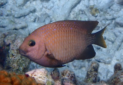 Castagnole dalla coda gialla — Bild 1