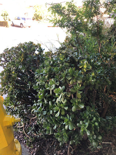 Albero dei soldi - Bild 1