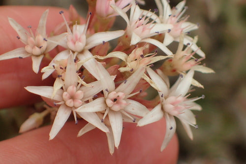 Albero dei soldi - Bild 2