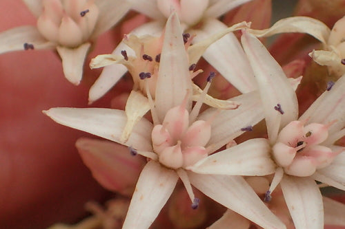 Albero dei soldi - Bild 3