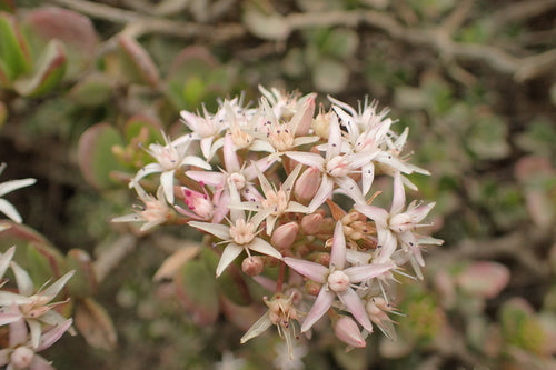 Albero dei soldi - Bild 4