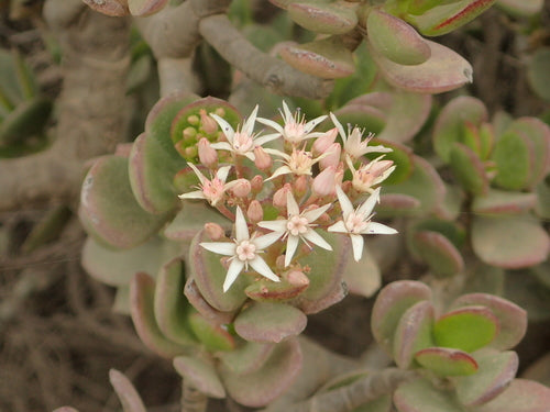 Albero dei soldi - Bild 5