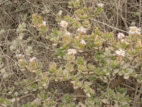 Albero dei soldi - Bild 6