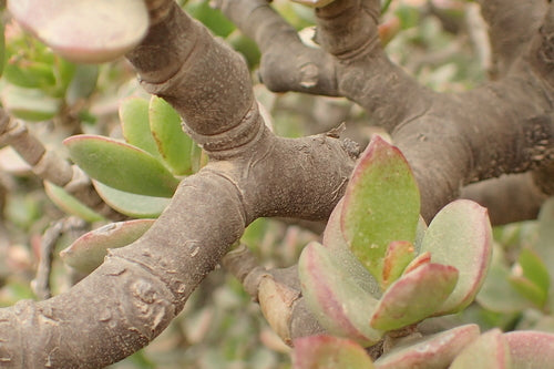 Albero dei soldi — Bild 3