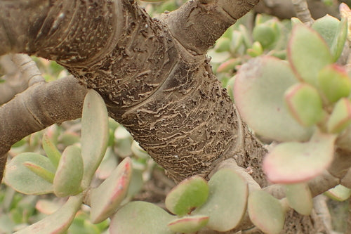 Albero dei soldi — Bild 2