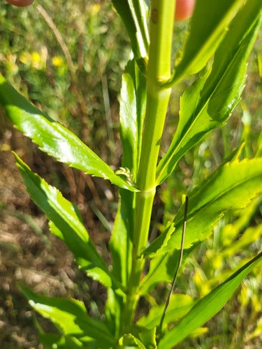 Fiore comune — Bild 5