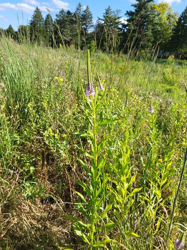 Fiore comune — Bild 4