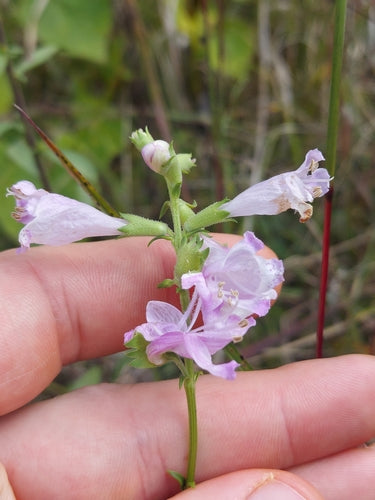 Fiore comune — Bild 3