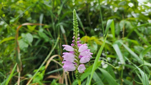Fiore comune — Bild 1