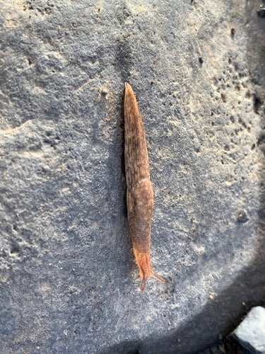 Lumaca di campo comune — Bild 5