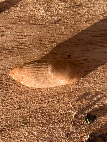Lumaca di campo comune — foto 5 di 11