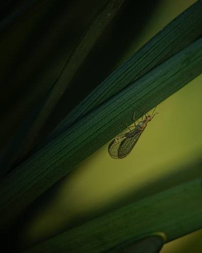 Lacewing comune — Bild 5