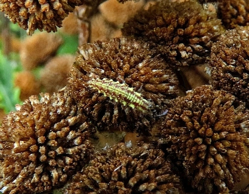 Lacewing comune — Bild 1