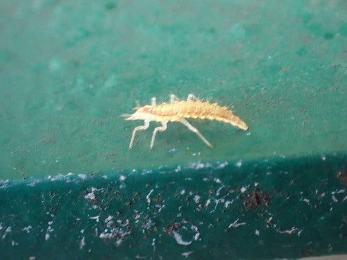 Lacewing comune — Bild 3