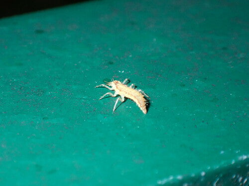 Lacewing comune — Bild 2