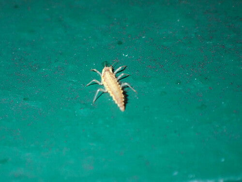 Lacewing comune — Bild 4