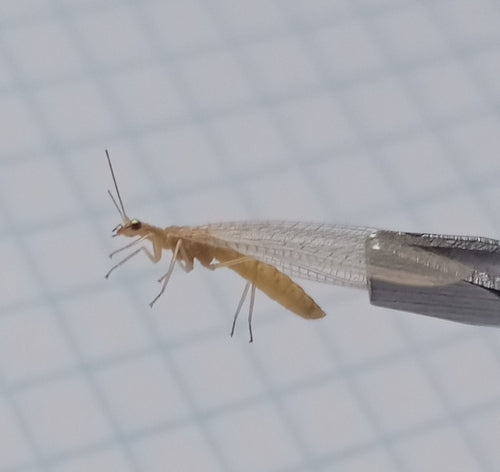 Lacewing comune — Bild 3