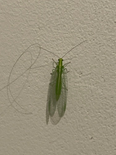 Lacewing comune — Bild 1