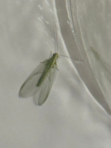 Lacewing comune — Bild 2