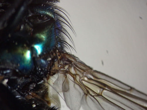 Mosca rossa comune — foto 5 di 11