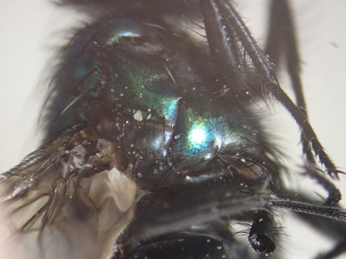 Mosca rossa comune — foto 4 di 11
