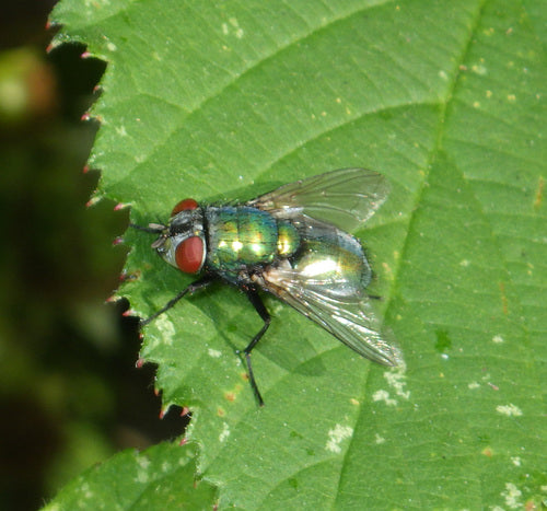 Mosca rossa comune — Bild 3