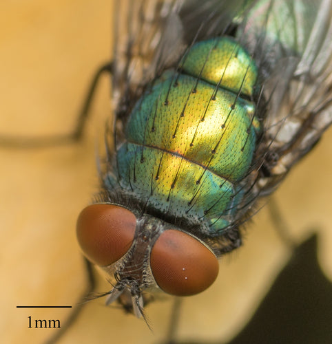 Mosca rossa comune — Bild 3
