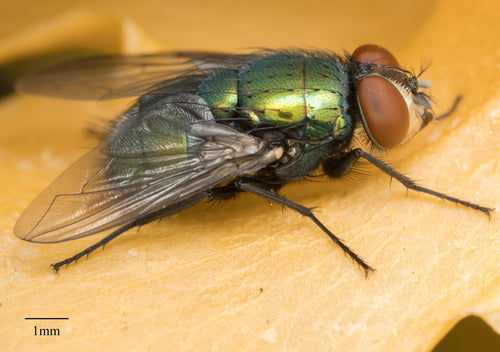 Mosca rossa comune — Bild 5