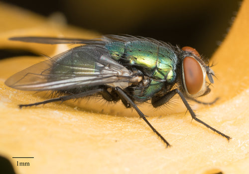 Mosca rossa comune — Bild 5