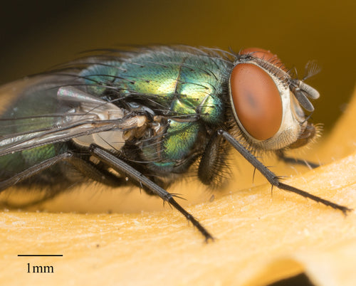 Mosca rossa comune — Bild 2