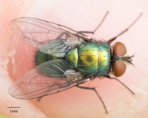Mosca rossa comune — Bild 4