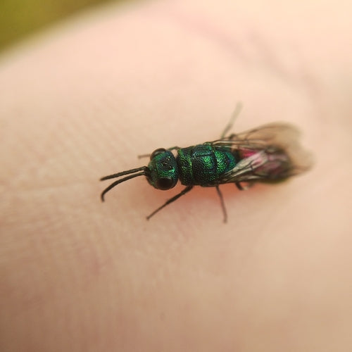 Vespa dorata comune — Bild 5