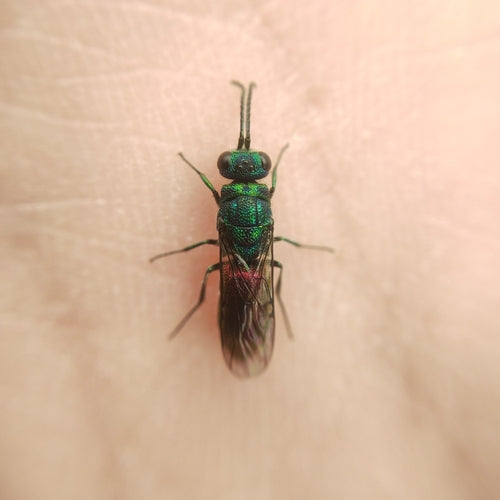 Vespa dorata comune — Bild 3