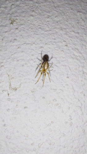 Mosca comune del gambo — Bild 3