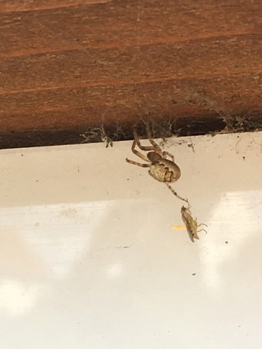 Mosca comune del gambo — Bild 2