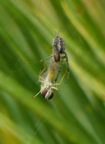 Mosca comune del gambo — foto 1 di 8