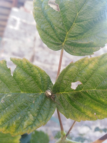 Mosca comune del gambo — foto 5 di 8