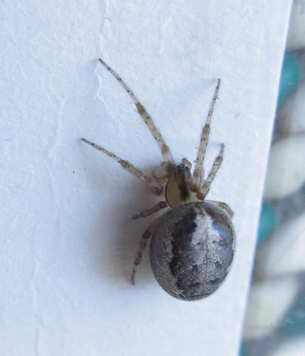 Mosca comune del gambo — Bild 5