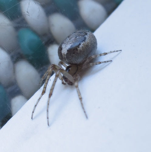 Mosca comune del gambo — Bild 4
