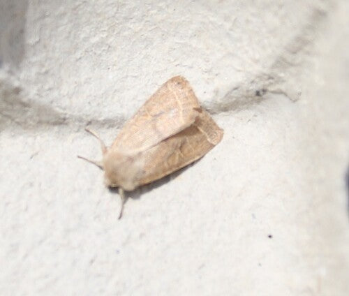 Gufo gattino comune — Bild 4