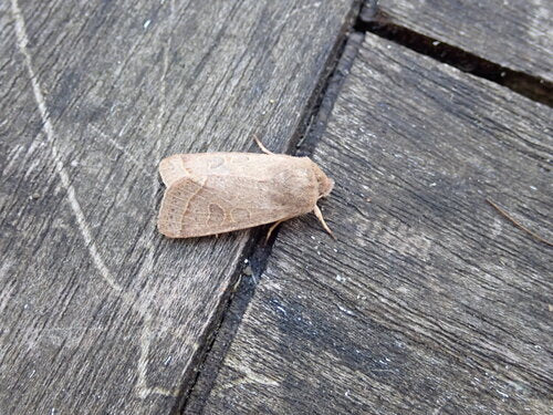 Gufo gattino comune — Bild 5