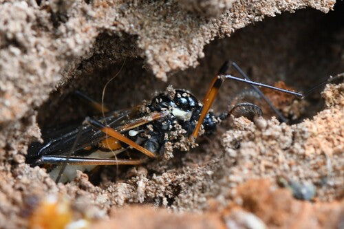 Gru crestata comune — Bild 5
