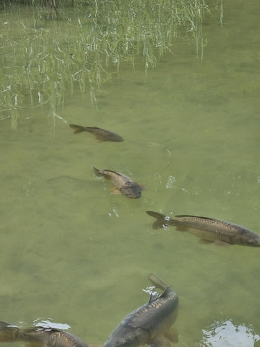 Carpa comune — Bild 5