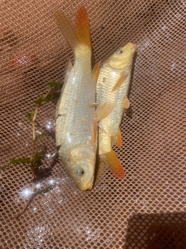 Carpa comune — Bild 2