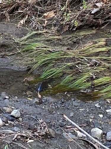 Carpa comune — Bild 4