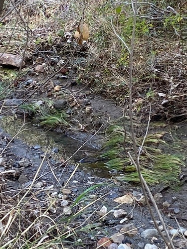 Carpa comune — Bild 3