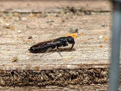 Gemeine Keulenwespe — Bild 3